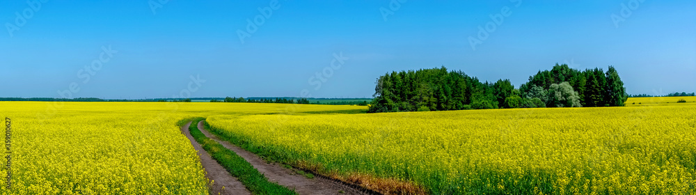 In the middle of a field of flowering rapeseed is a small forest and a dirt road leading to it, yellow rapeseed flowers against the blue sky