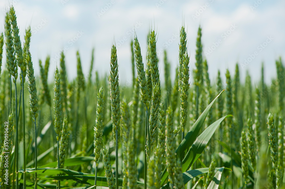 background
green spikelets in the field background
green spikelets in the field