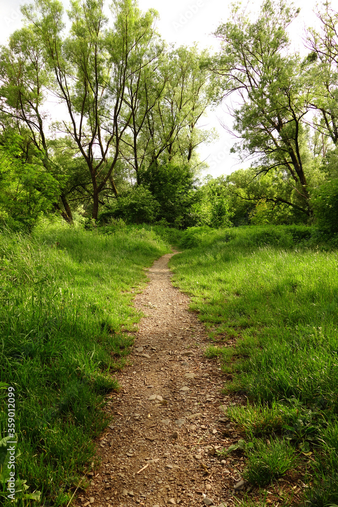 Forest trail for hikers and cyclists in beautiful nature Forest trail for hikers and cyclists in beautiful nature