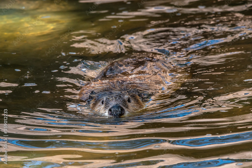Fototapeta premium beaver swimming in the pond