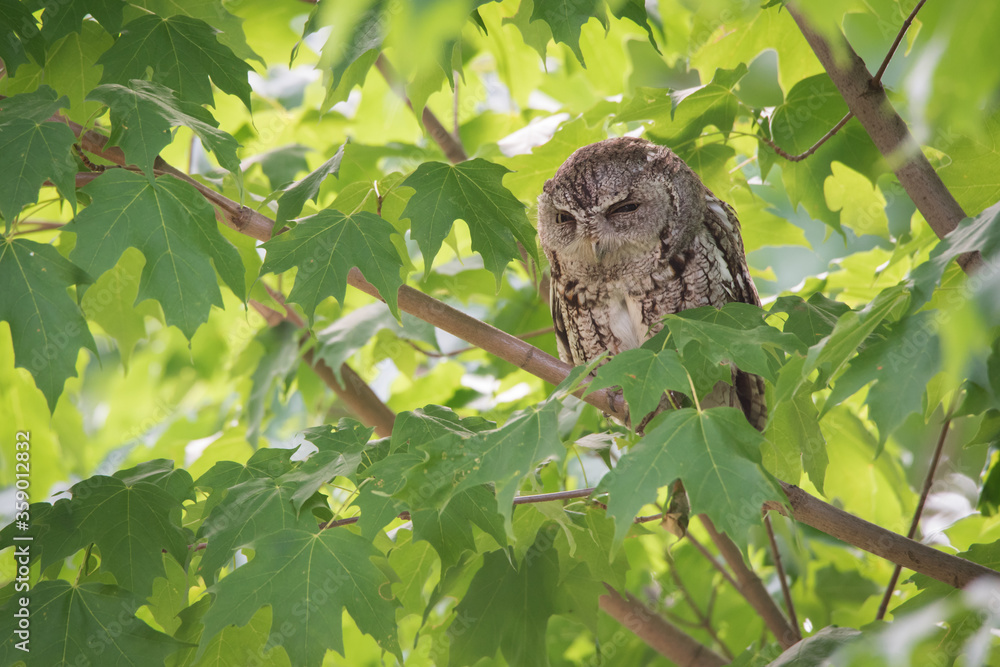 An Eastern Screech Owl keeps a watchful eye on the photographers milling about the tree containing its chicks at Toronto`s Rosetta McClain Gardens. An Eastern Screech Owl keeps a watchful eye on the photographers milling about the tree containing its chicks at Toronto`s Rosetta McClain Gardens.