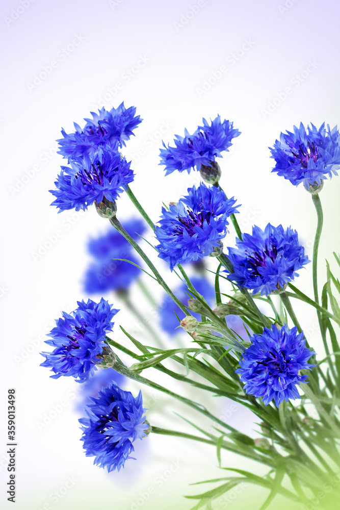 Fototapeta premium Cornflowers Blue Flowers Blooming