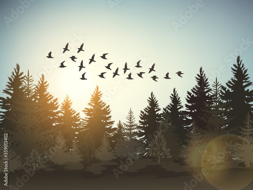 Vector coniferous evening forest with fir trees and birds