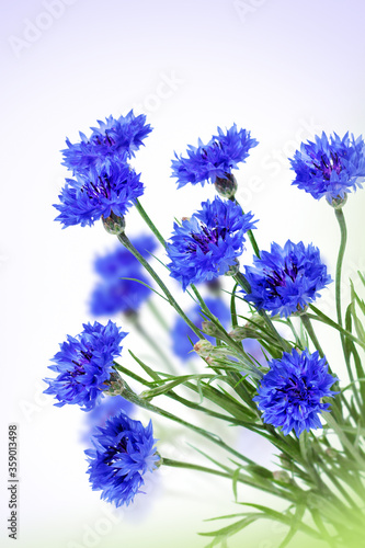 Cornflowers Blue Flowers Blooming
