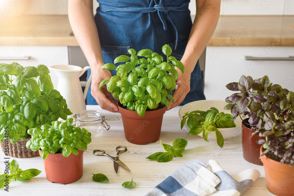 A woman in a blue apron holds a pot of organic home grown basil in a white kitchen. Green and purple basil. Selective focus. Lifestyle concept