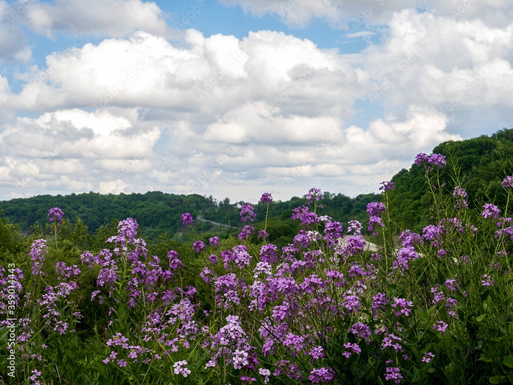 Field of purple Dame’s rocket wildflowers with rolling hills behind and a white cloud filled blue sky in the spring in southwest Pennsylvania.  Landscape scenic nature picture.