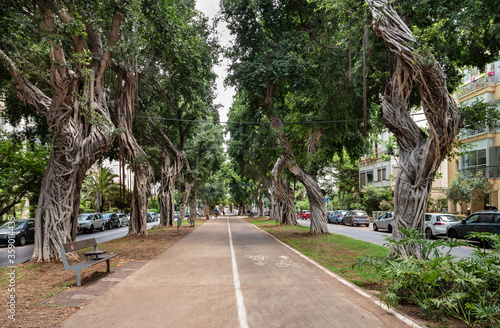 Photo Old ficus trees on boulevard  Chen in Tel Aviv.