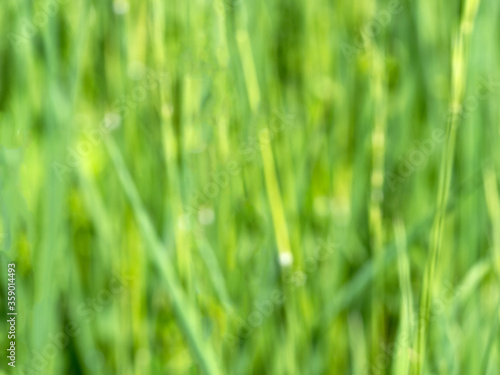 Blurred green background with grass