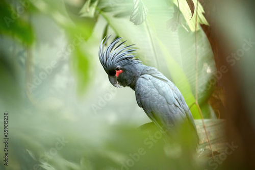 Palm cockatoo, Probosciger aterrimus, large smoky-grey parrot with erected large crest, native to rainforests of New Guinea. Close up portrait of cockatoo, sitting among blurred green leaves.