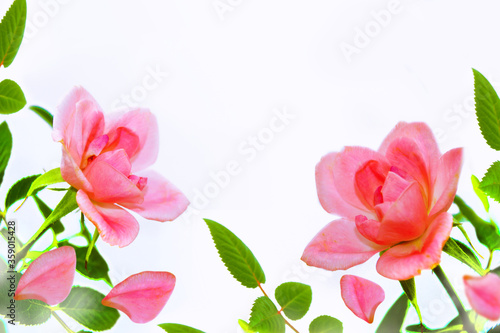 Wallpaper Mural Bright colorful flower rose Torontodigital.ca