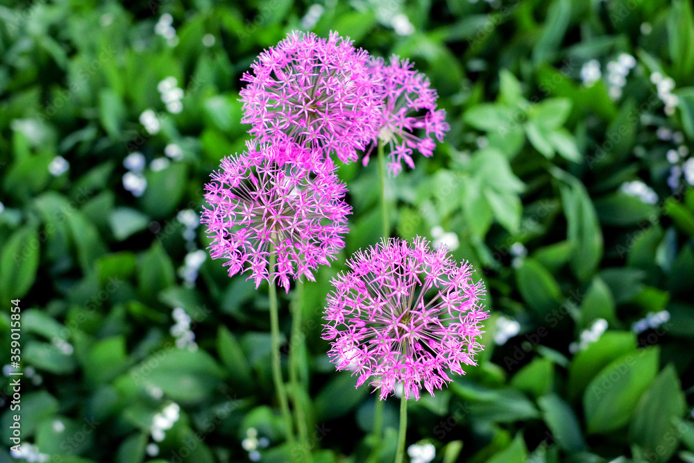 Purple allium garlic flower from onion family on green garden background Purple allium garlic flower from onion family on green garden background