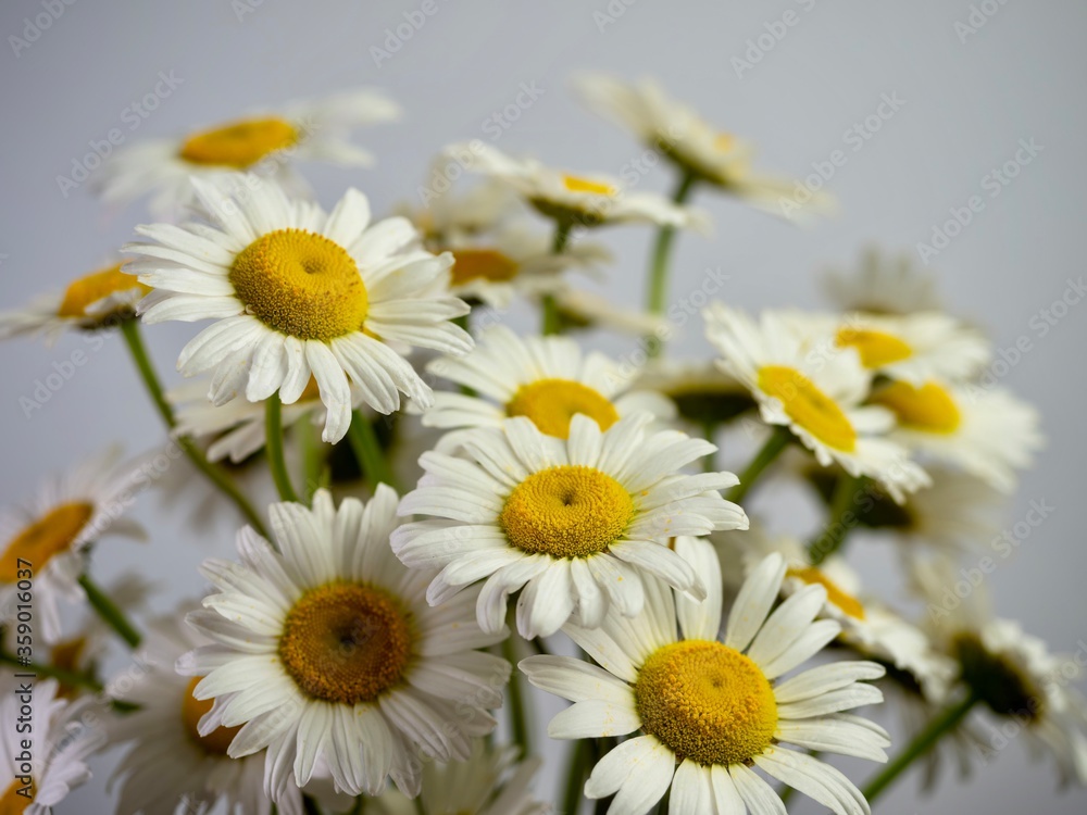 Fototapeta premium Fresh cut daisy white and yellow flower blooms up close in macro photography shot with selective focus and a white background.