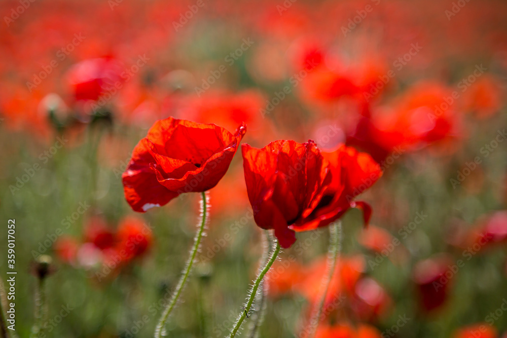 Naklejka premium A close up of poppies blooming in summer, with a shallow depth of field