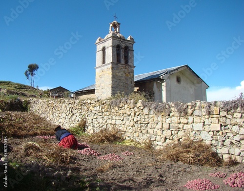 Potato harvest on Copacaban-peninsula beside colonial church photo