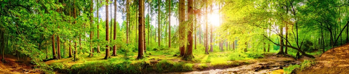 Deken met foto Panorama Zonnestralen door bomen in bos  © Günter Albers