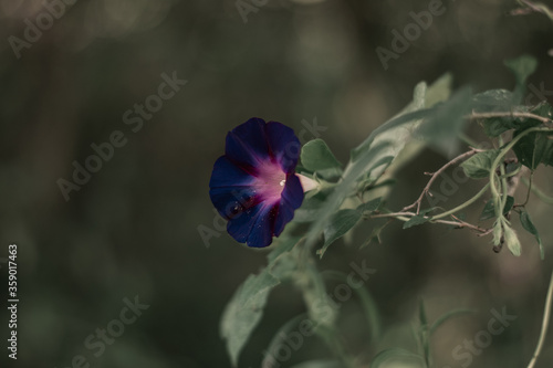 Colorful flowers