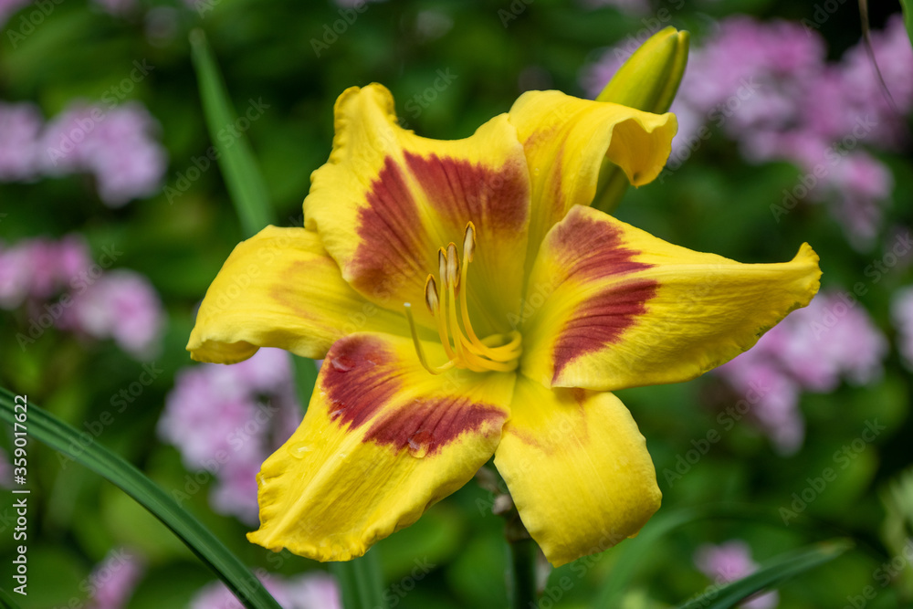 Fototapeta premium Close up of a beautiful flower in a park in Germany