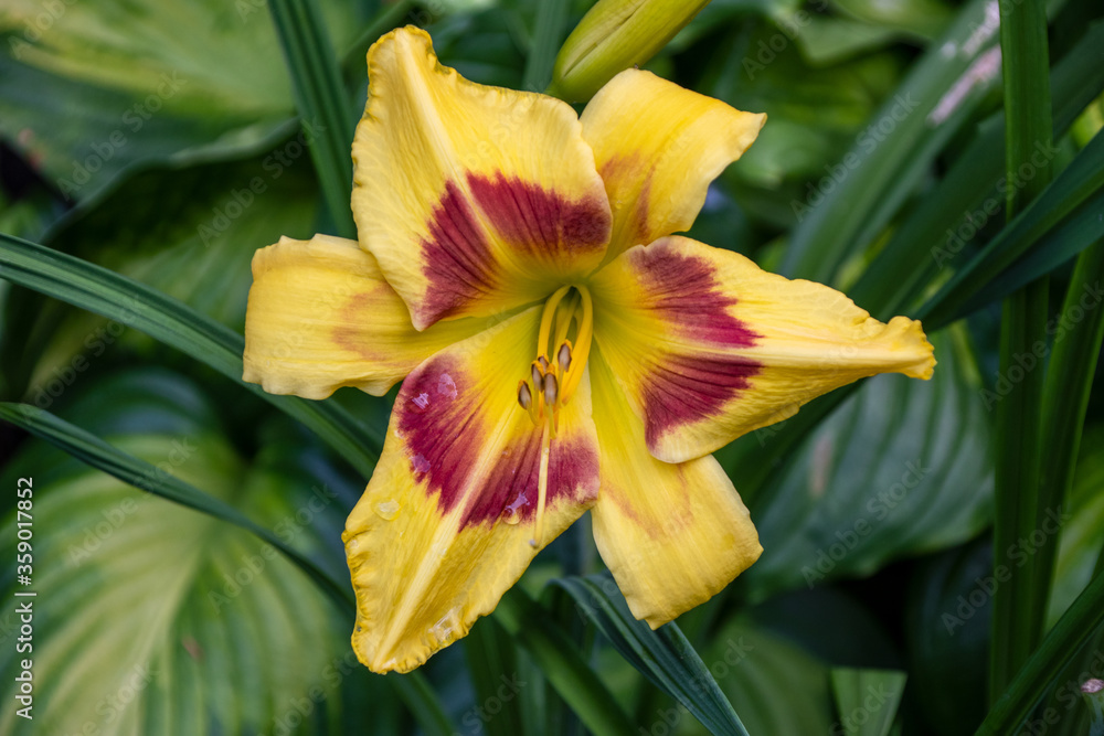 Obraz premium Close up of a beautiful flower in a park in Germany