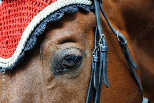 The muzzle of brown thoroughbred horse wearing a bridle