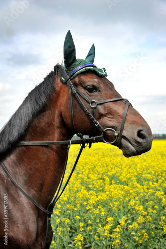 Portrait of a purebred horse on a rape field.