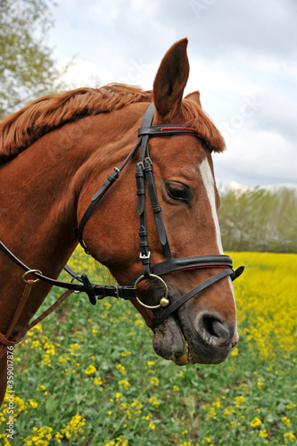 Portrait of a purebred horse on a rape field.