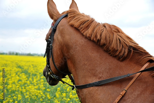 Purebred horse on a rapeseed field outdoors in rural scene
