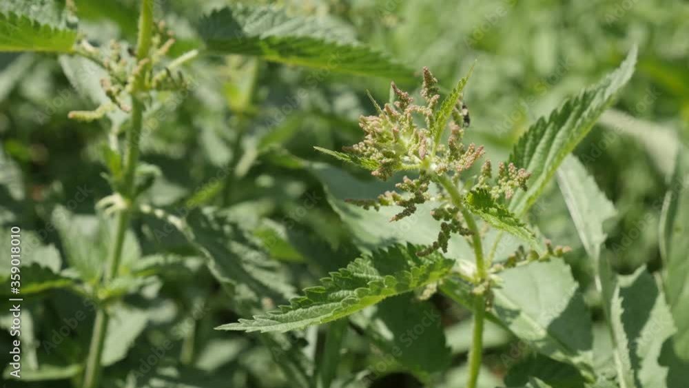 Shallow DOF common nettle Urtica dioica in the field UHD footage Shallow DOF common nettle Urtica dioica in the field UHD footage
