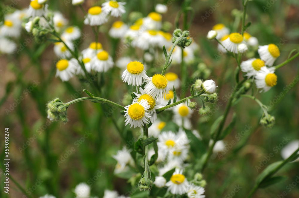 white-yellow flowers of field daisies in a green meadow