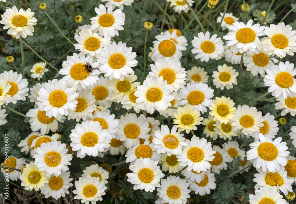 Small white and yellow daisies blooming in summer Small white and yellow daisies blooming in summer