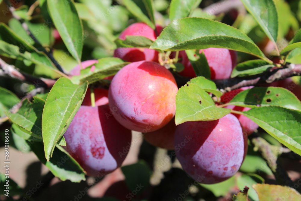 immature Common plum(Prunus domestica) fruit on plum tree immature Common plum(Prunus domestica) fruit on plum tree