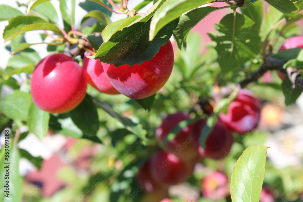 Obraz premium immature Common plum(Prunus domestica) fruit on plum tree