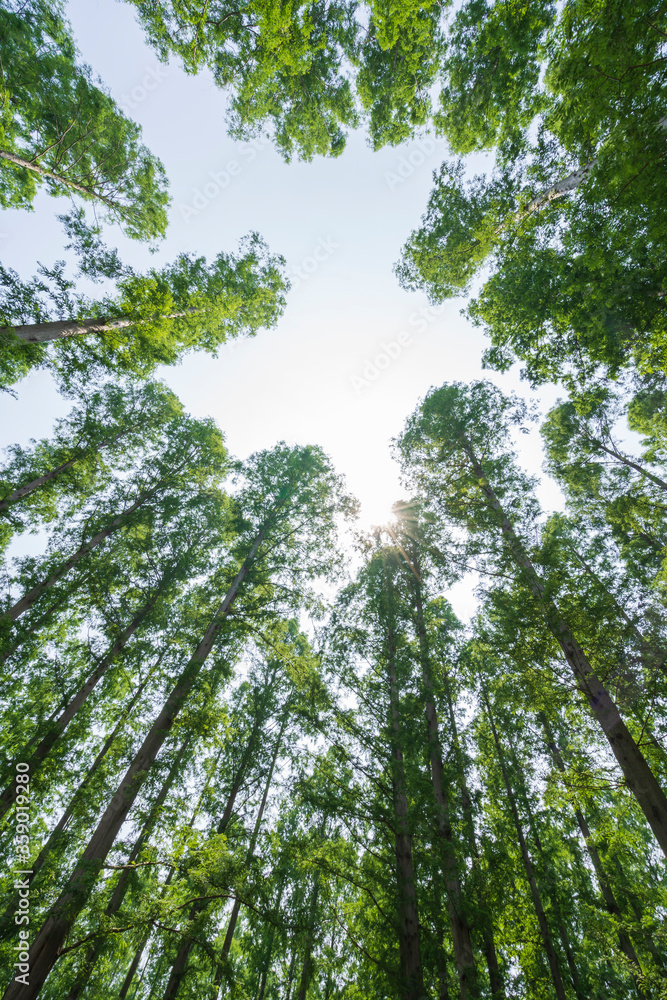 Obraz premium 緑豊かな水元公園