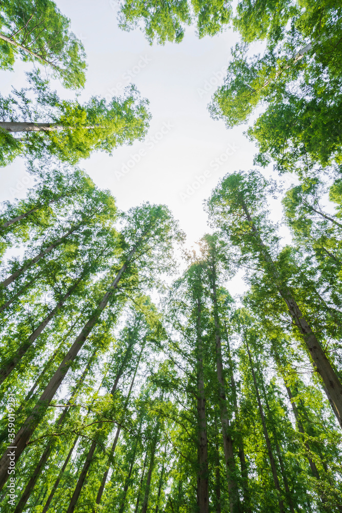 Obraz premium 緑豊かな水元公園