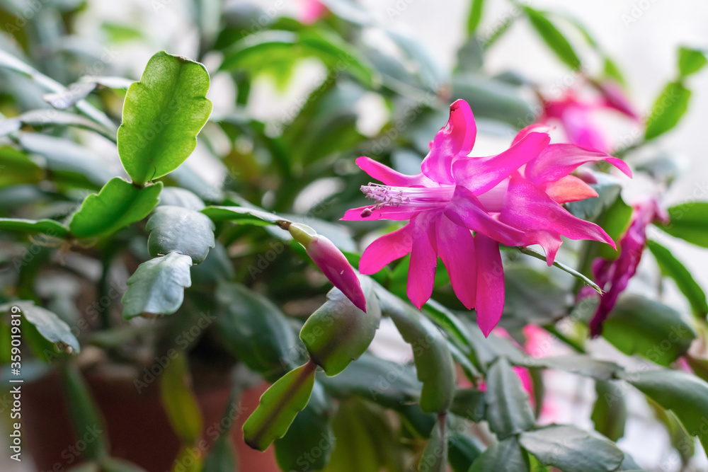 Cactuses known as schlumbergera, blooming succulents for home and offices. Home plant on windowsll with large bright pink flowers Cactuses known as schlumbergera, blooming succulents for home and offices. Home plant on windowsll with large bright pink flowers