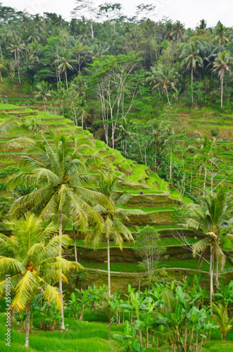 The Tegallalang Rice Terraces in Ubud are famous for their beautiful scenes of rice paddies and their innovative irrigation system