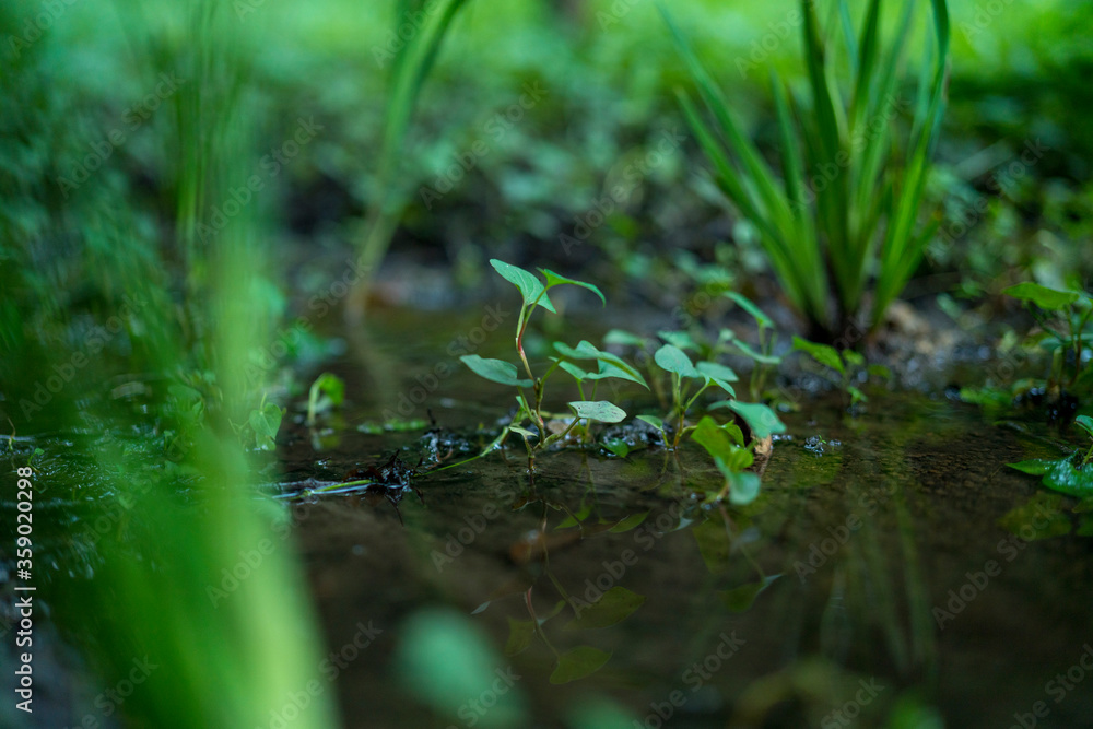 湿地に生えた雑草 湿地に生えた雑草