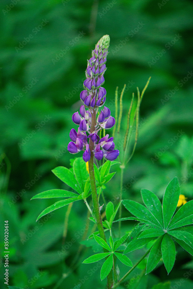 Tender blue-blue lupine on a flowerbed in a park. Tender blue-blue lupine on a flowerbed in a park.