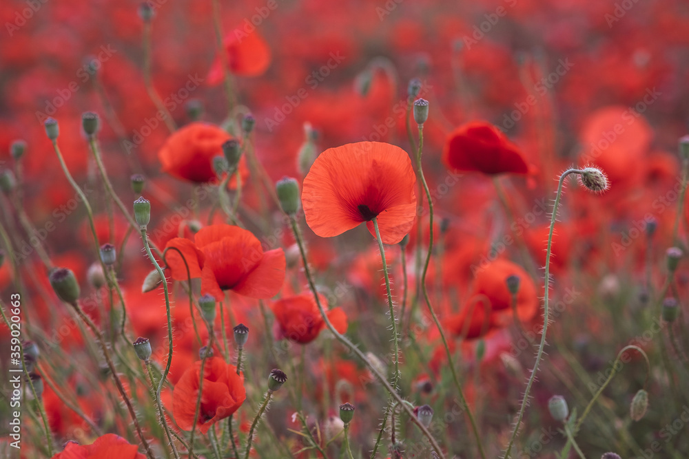Fototapeta premium Beautiful red poppies in the field, close-up.