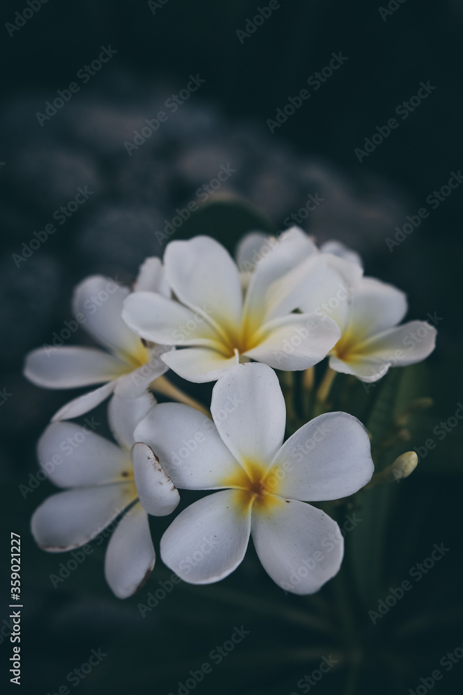 white frangipani flowers white frangipani flowers