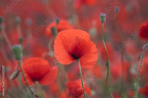 Beautiful red poppies in the field, close-up.