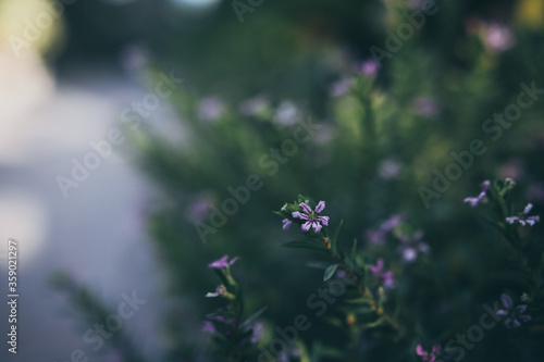 small purple flowers in the garden