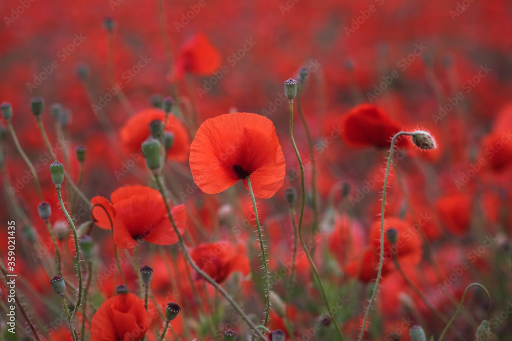 Obraz premium Beautiful red poppies in the field, close-up.