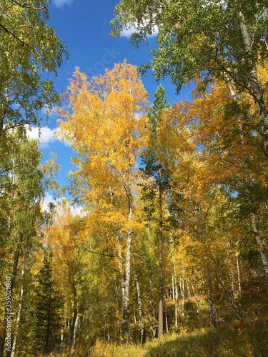 autumn in the birch forest