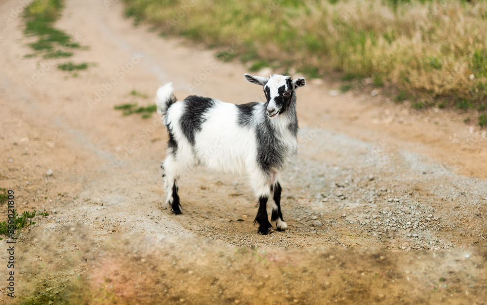 Obraz premium Black and white color small goat in nature