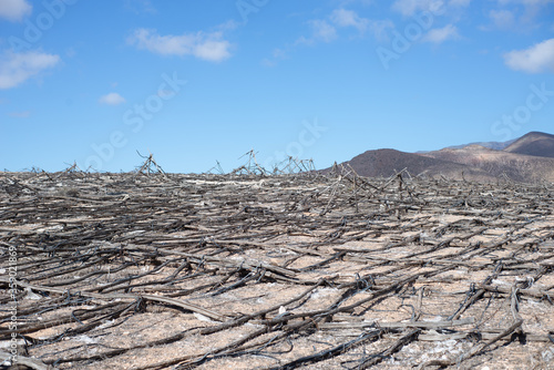 remains of greenhouses of fallen and old tomatoes that were built at the time of the tomato crop boom in the Canary Islands