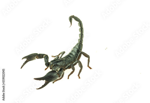 scorpion © nuttaya