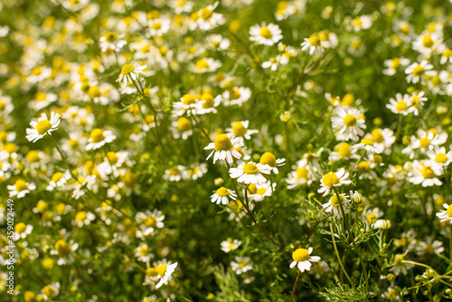 Chamomile in field.Chamomile flowers on a meadow in summer.Nature summer background.