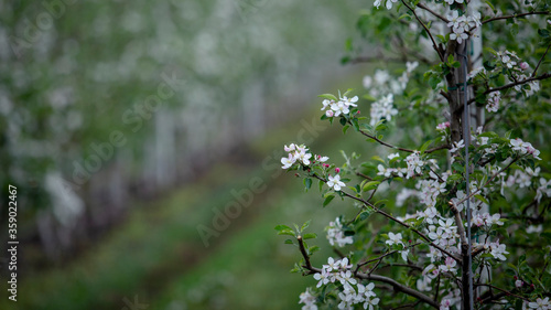 Tree branch with white flowers in spring. Apple orchard and farm with green grass