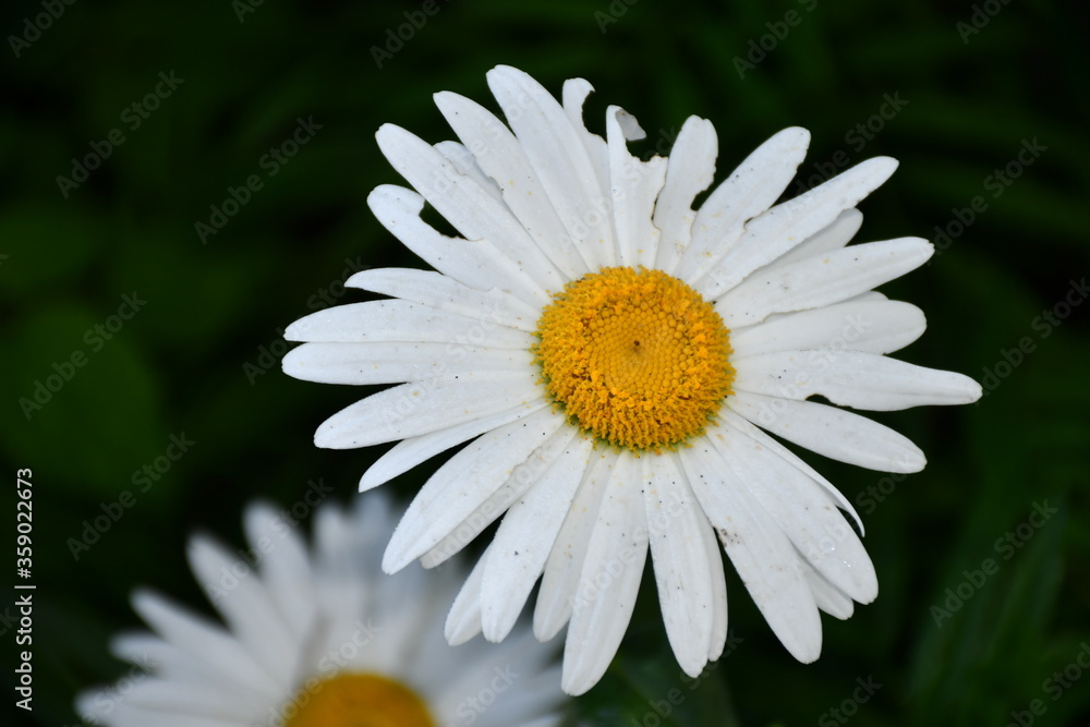 Fototapeta premium white daisy flower