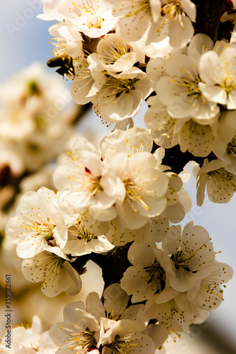 White flowers and buds of an apricot tree in spring blossom